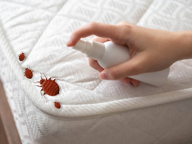 Best Mosquito Control Services  in Ellisville, MO
