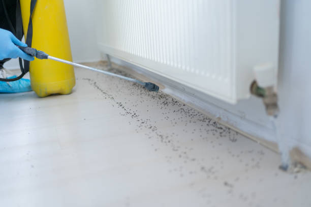 Best Local Pest Control Services  in Ellisville, MO