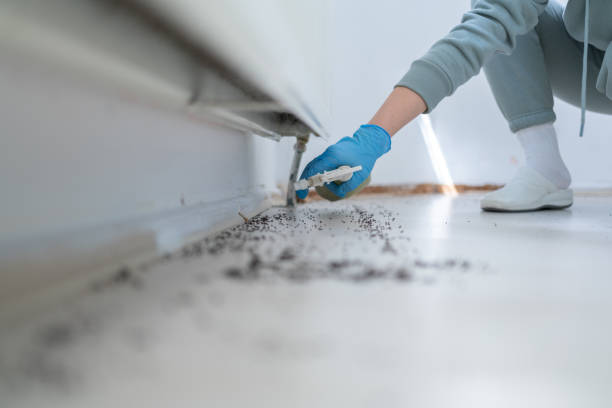 Best Bed Bug Extermination  in Ellisville, MO